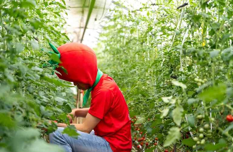 愛知のミニトマトを直送！新鮮野菜をお取り寄せ
